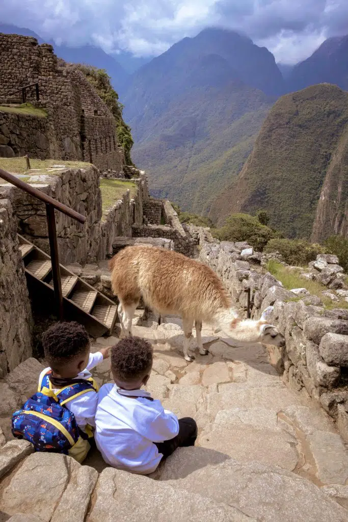Twin 4 year old boys looking at a llama at Machu Picchu