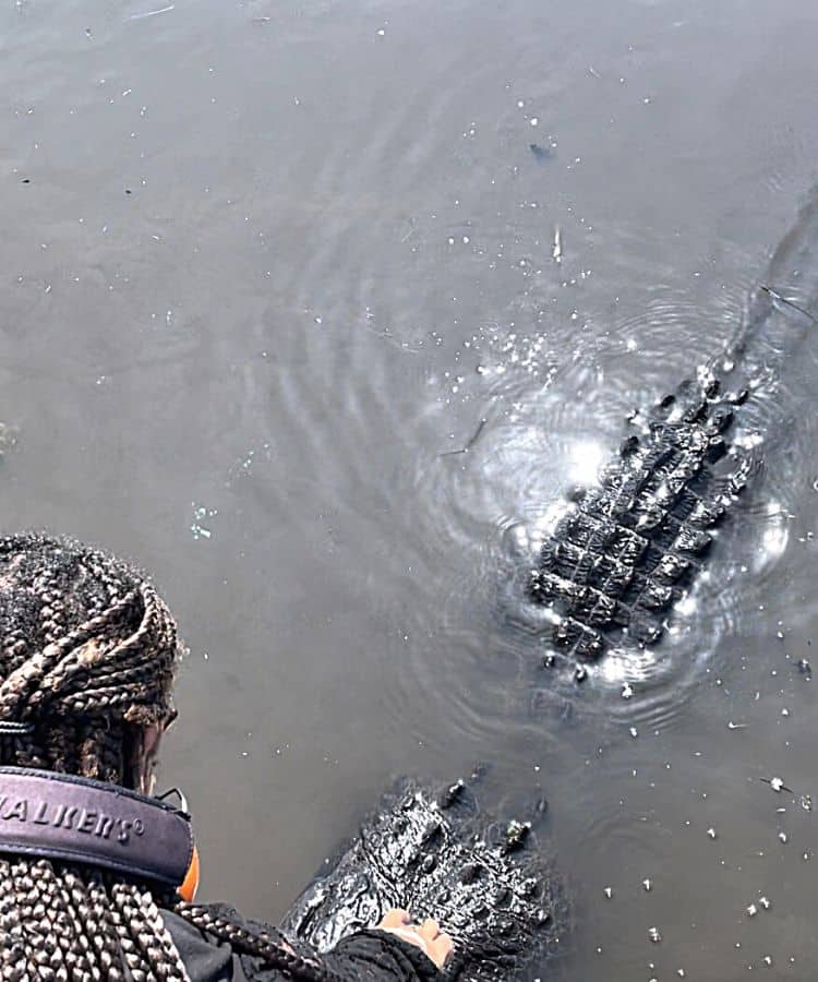 Woman touching safely touching alligator during a New Orleans swamp tour