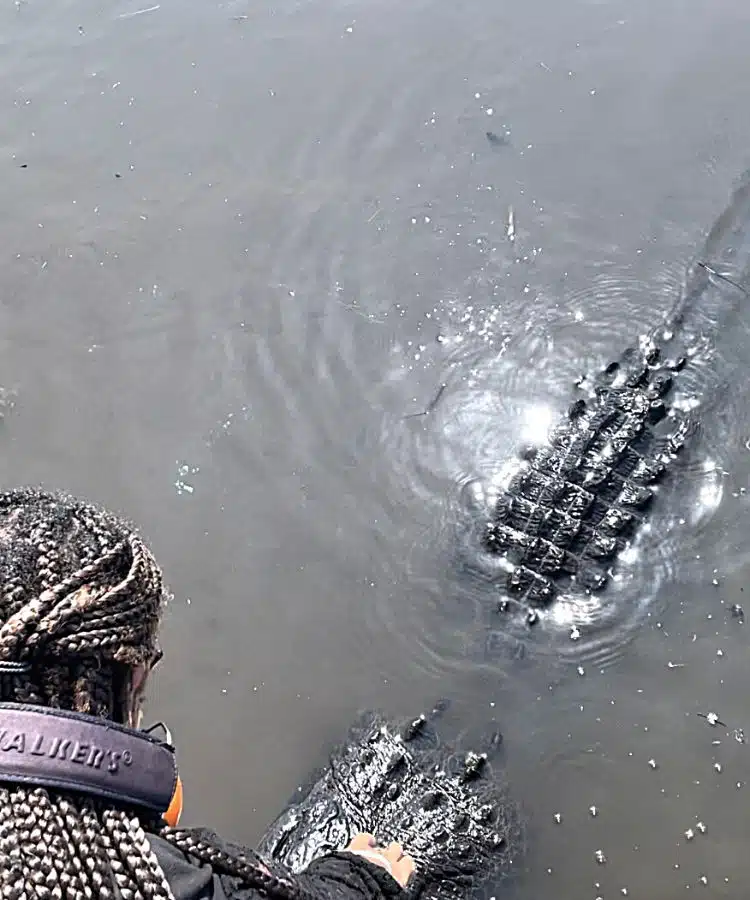 Woman touching safely touching alligator during a New Orleans swamp tour