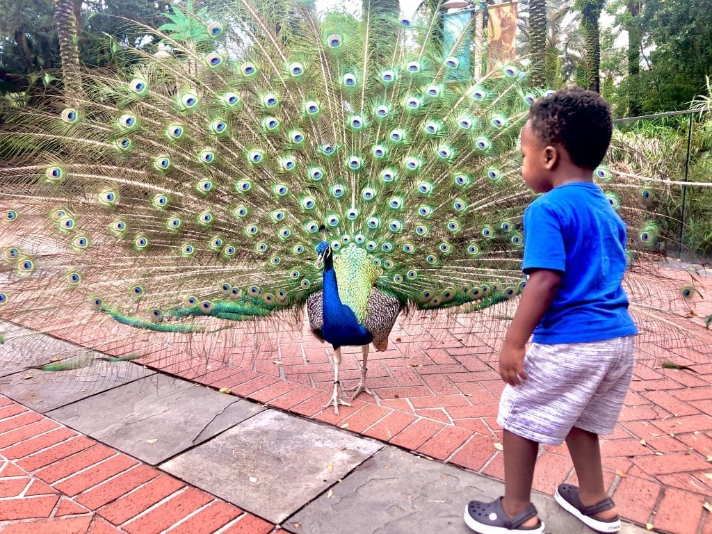 My son approaching a peacock at the zoo in New Orleans in July.