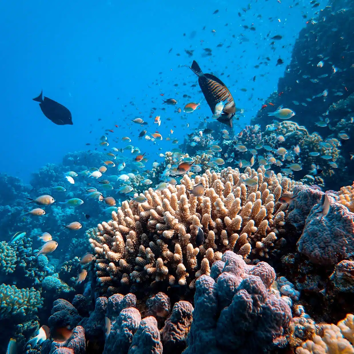 A vibrant underwater scene on the reefs of Aruba, filled with colorful coral formations and schools of tropical fish. This thriving marine life showcases why Aruba is a top destination for snorkeling.