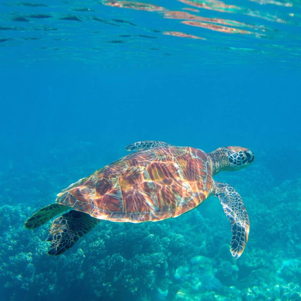 snorkeling excursions in aruba