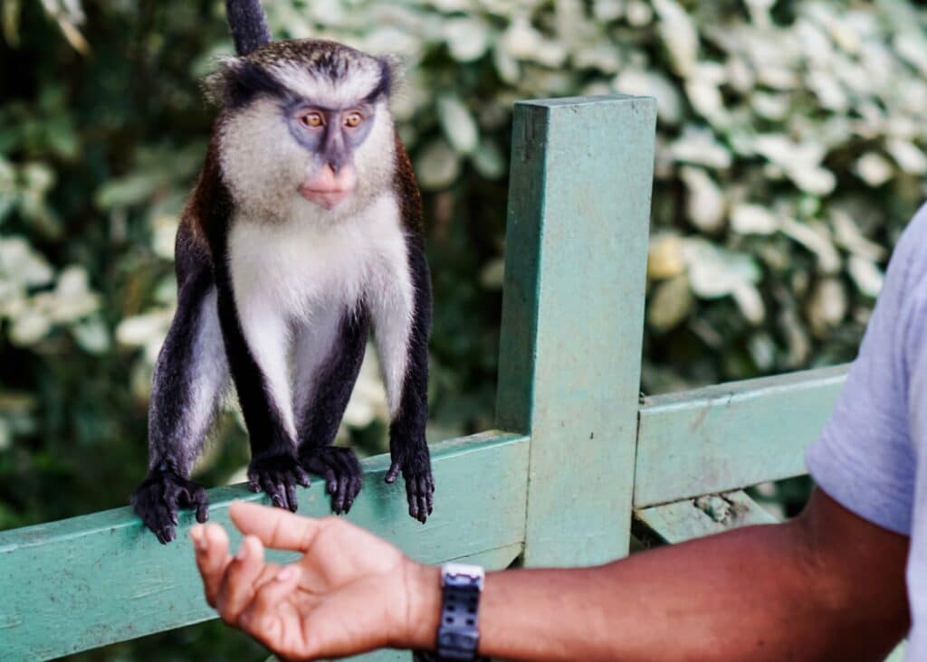 A cute little monkey we saw on our trip to Grand Etang National Park.