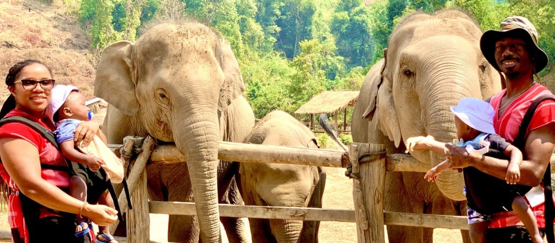 Family with baby twin boys feeding elephants at Thai sanctuary in Chiang Mai
