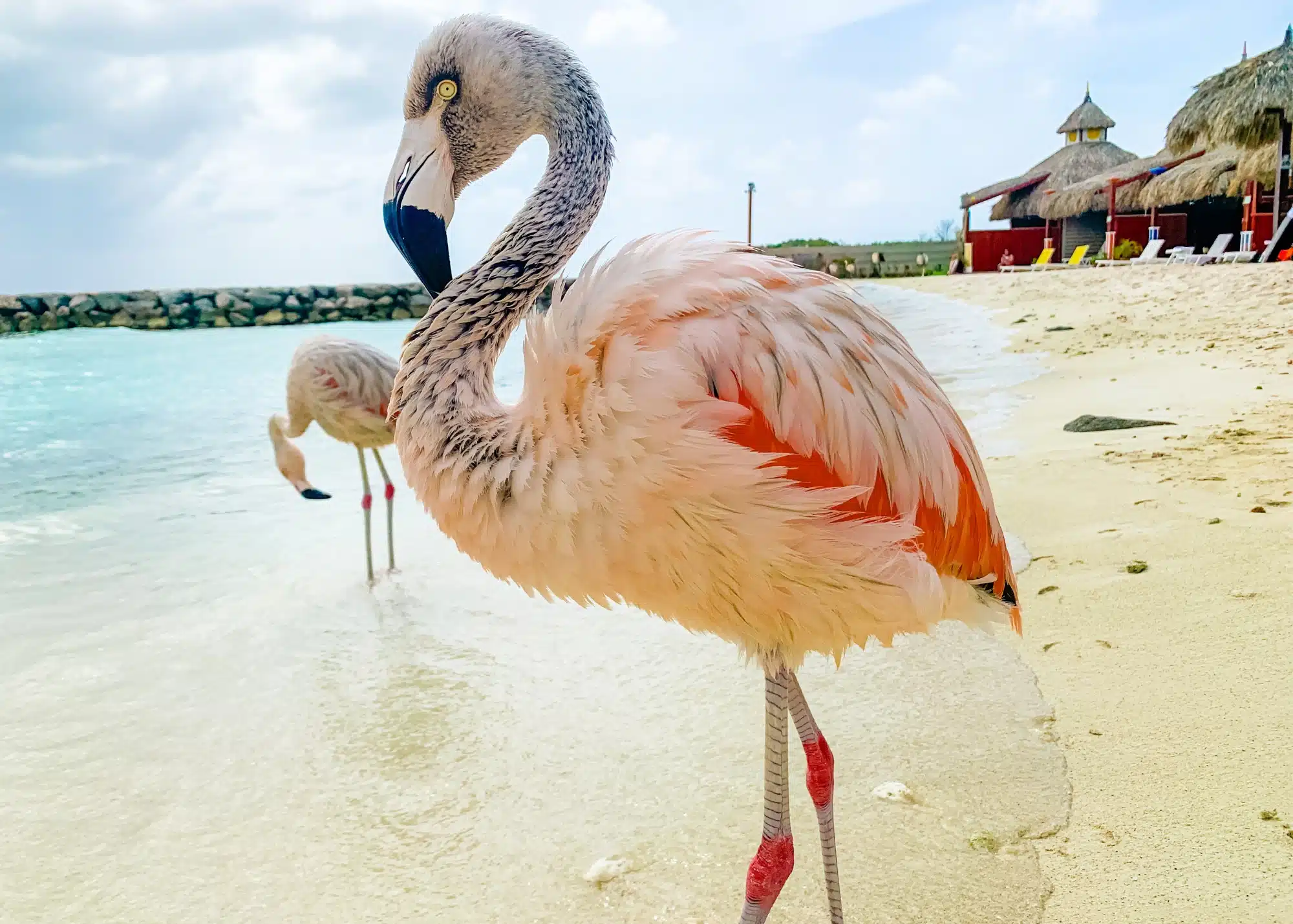 Close-up of a pink flamingo standing on the shore of Flamingo Beach in Aruba, with another flamingo in the background and colorful beach cabanas visible along the sandy coastline. The turquoise water and tropical huts capture the islandâs relaxing, exotic vibe.