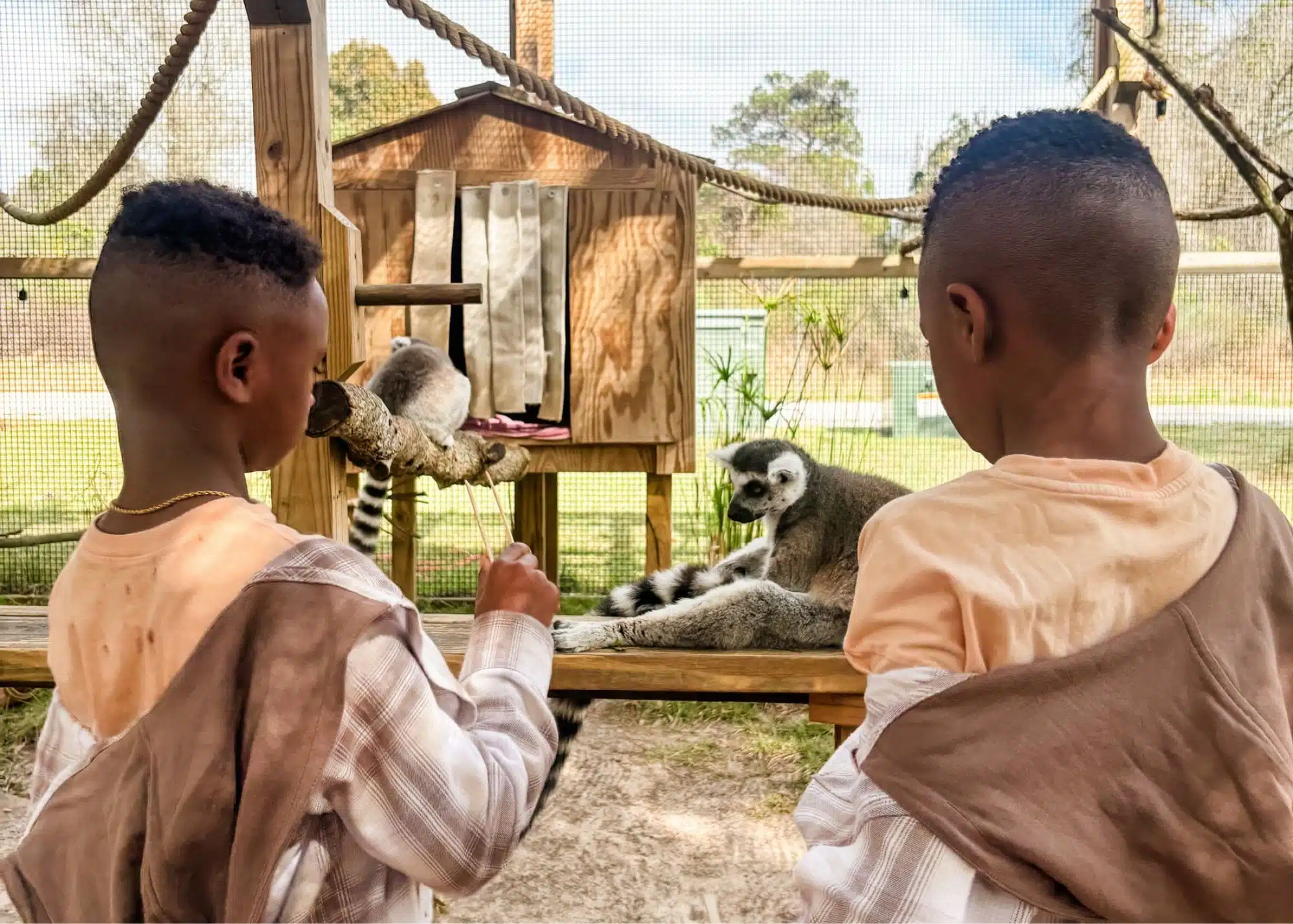 Marquita’s sons feed ring tailed lemurs inside their enclosure at the Alabama Gulf Coast Zoo. The boys watch the lemurs from just a few feet away during the animal encounter.