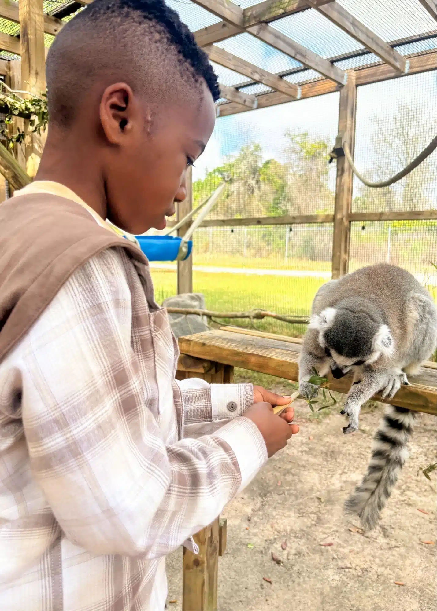 One of Marquita’s sons holds out a leafy branch for a ring tailed lemur to eat during a feeding encounter at the Alabama Gulf Coast Zoo. The lemur reaches toward him from a wooden platform.