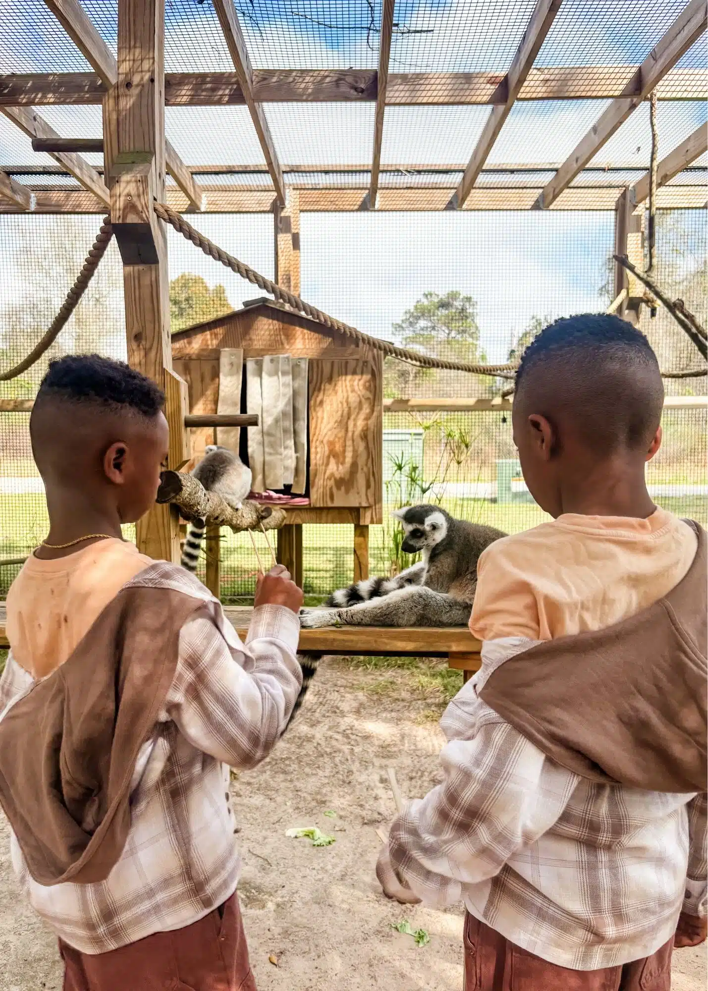 Marquita’s sons feed ring tailed lemurs inside their enclosure at the Alabama Gulf Coast Zoo. The boys watch the lemurs from just a few feet away during the animal encounter.
